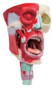 鼻、口、咽喉腔分解模型
